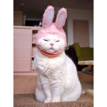 mmeows