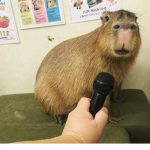 Capybara productions Group Thumbnail