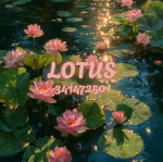 //lotuss