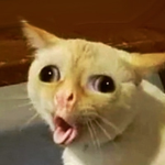 Official Coughing Cat
