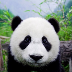 PANDAZ OFFICIAL FAN GROUP