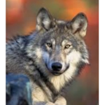 WOLF ANIME BLACK