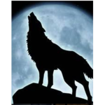 TeamWolf lobitos XD