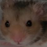 hamster henry