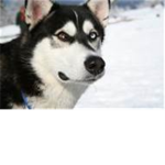 Black Husky Empire