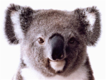 KOALA MEN(WEMON TO)