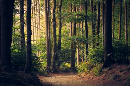 The Forest