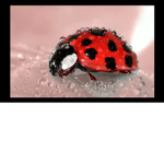 Ladybugs club