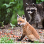 Foxes and raccoons