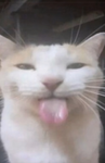tappedd