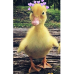 Team_patitø$