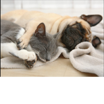 CATS AND DOGS UNITE!!!!!!!!!!!!!!!!