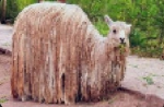 the united kingdom of llamas