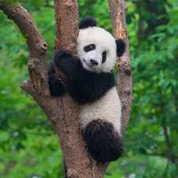 panda meet up