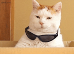 The cat aliance