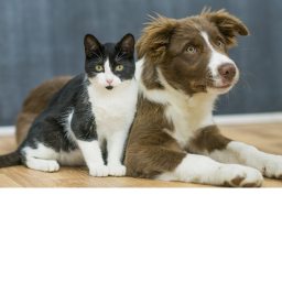 rainbow cats and dogs