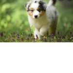 Puppy fan group eeeeee