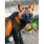 The Fox club! The 1st