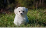 Bella the doggie
