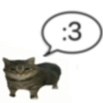 KITTEN CATS333333