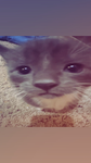 NyukNyuk