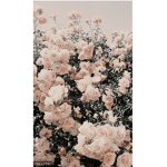 daises~
