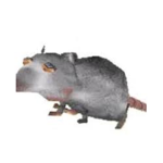 The epic rat Group