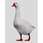 United goose states