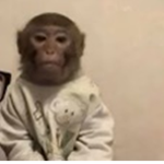 Love monkeys!
