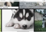Dolphin and Husky squad