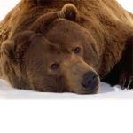 The Bear Empire [TBE]