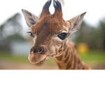 Giraffe i like