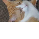 tigermiss