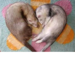 ~ferret army~