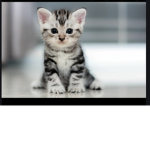 Kittens12345