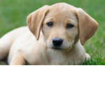 Dog Armyy