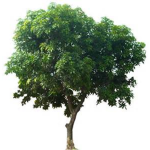 Tree's Clothing