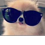 Catdog is cool and awesome
