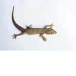 lizards boutique <3
