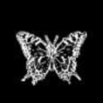 Xylovarn