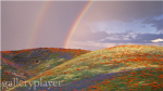 The Rainbows! ☺