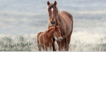 -*Endless Sunset Stables*-