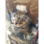Purrrrrrefect squad