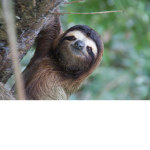 Team Sloths Fans