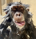Goofeh Monkez