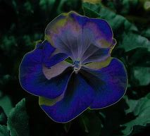violet studio's!