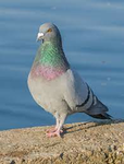 VenSad (Fan Group)