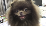 口愛的狗勾