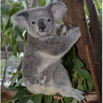 Cuteness Koala Group