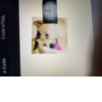 Doge in cool style